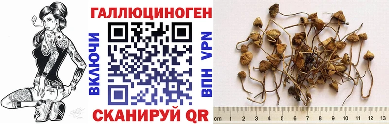 где продают   Лесной  Псилоцибиновые грибы GOLDEN TEACHER 